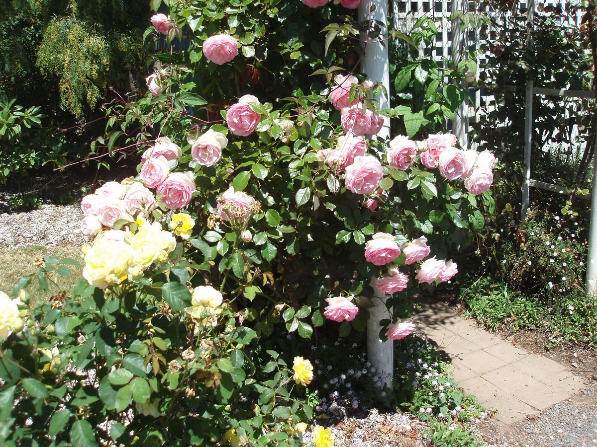 Boat Harbour Garden Cottages Buitenkant foto